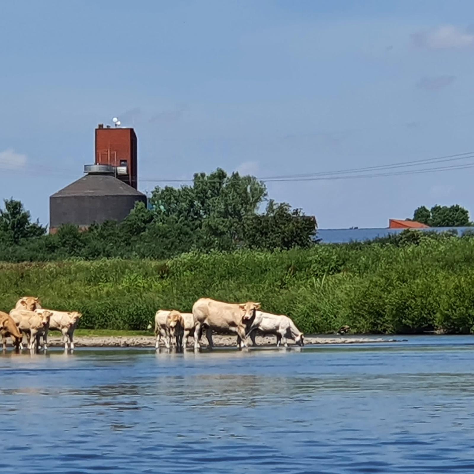 Kühe am Wasser - Landschaftserlebnis